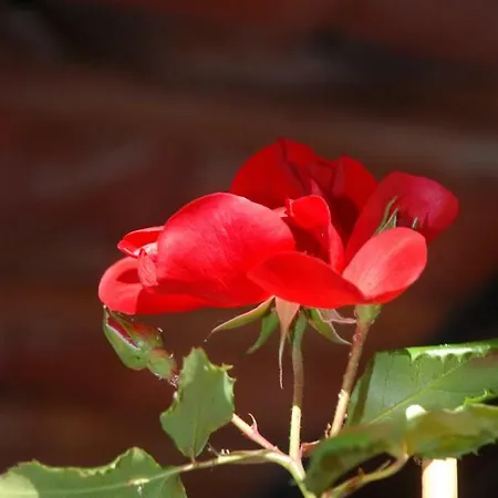 La Cascina 4* Agliè